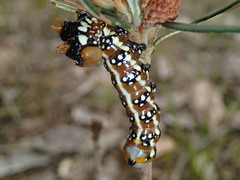 Psalidostetha banksiae