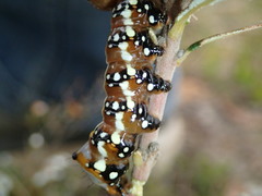 Psalidostetha banksiae