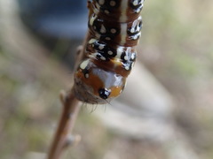 Psalidostetha banksiae