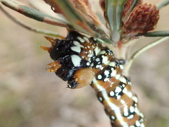 Psalidostetha banksiae