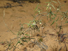 Asparagus kraussianus
