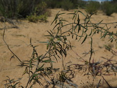 Asparagus kraussianus