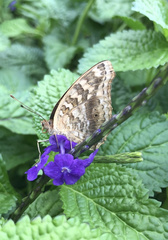 Junonia lemonias