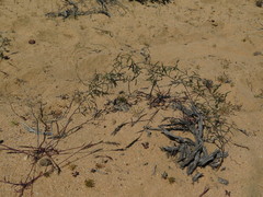 Asparagus kraussianus