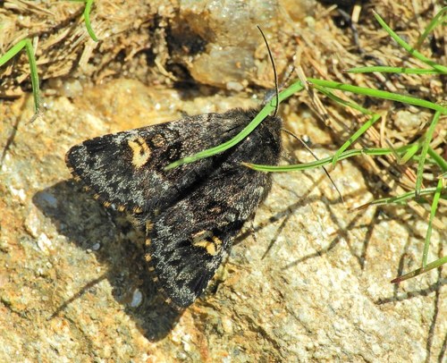 Small Dark Yellow Underwing