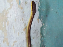 Mastigodryas boddaerti