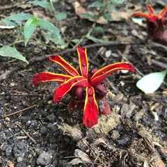 Etlingera littoralis