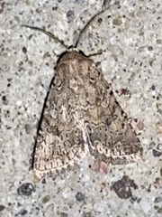 Lacinipolia leucogramma