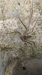 Paraphrynus laevifrons