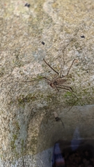 Paraphrynus laevifrons