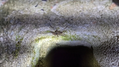 Paraphrynus laevifrons