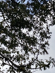 Diospyros mespiliformis
