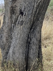 Diospyros mespiliformis
