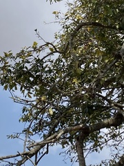 Diospyros mespiliformis