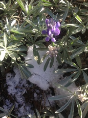 Lupinus obtusilobus