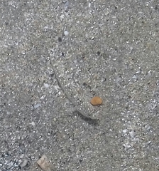 Pomatoschistus marmoratus