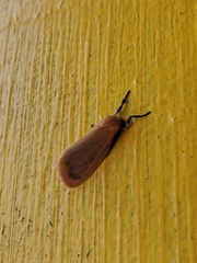 Symmetrodes sciocosma