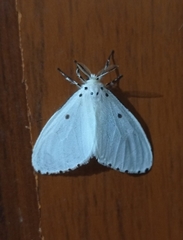 Aruta puncticilia