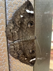 Erebus hieroglyphica