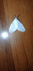Aruta puncticilia