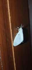 Aruta puncticilia