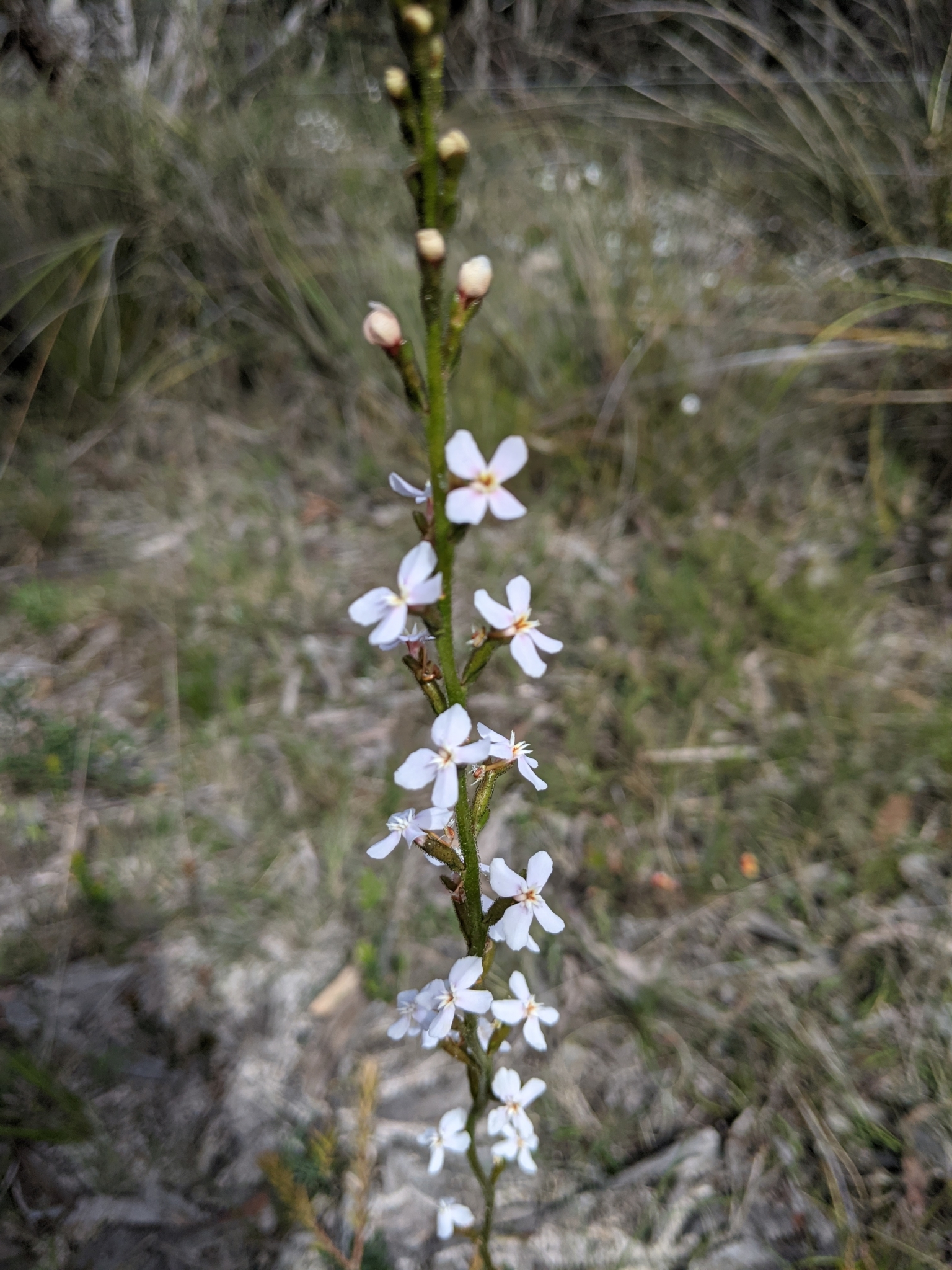 Grass Triggerplant (Stylidium graminifolium)  iNaturalist