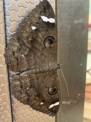 Erebus hieroglyphica