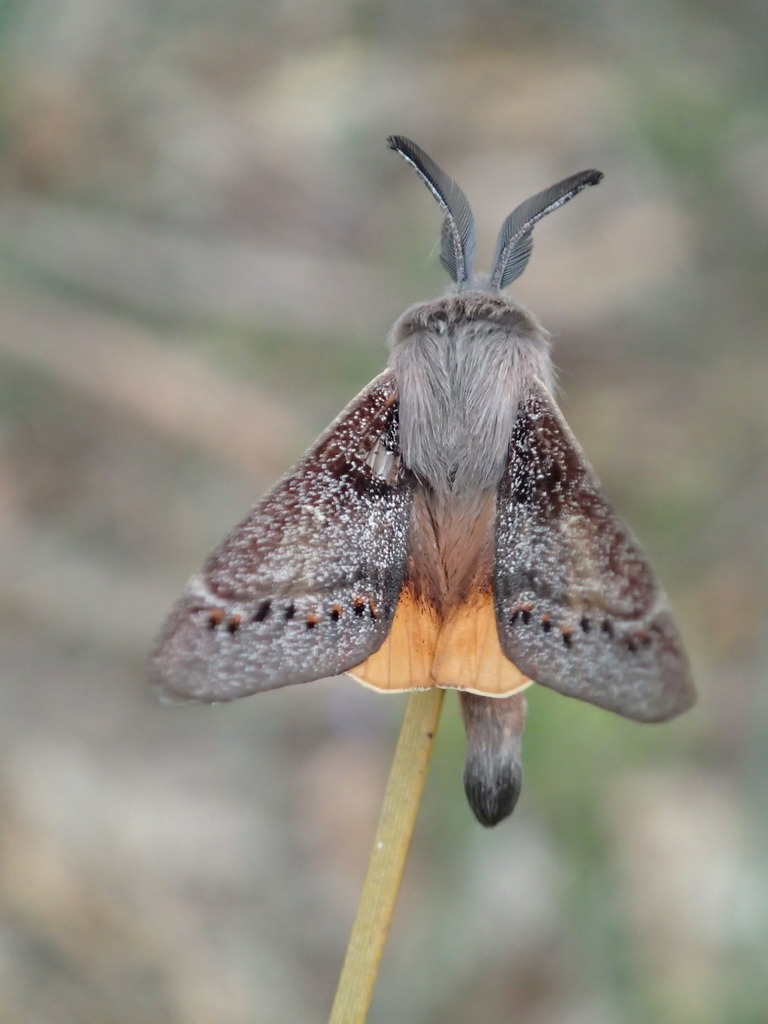 Pinara obliqua