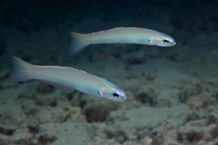Ptereleotris microlepis
