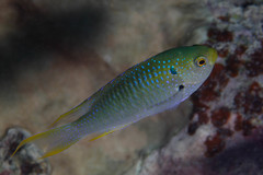 Neopomacentrus nemurus