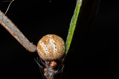 Kermesidae