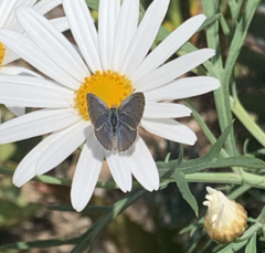 Zizina otis labradus
