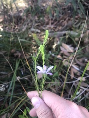 Philotheca reichenbachii
