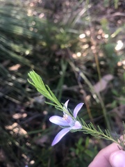 Philotheca reichenbachii