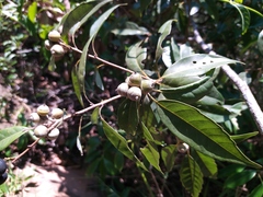 Quercus globosa