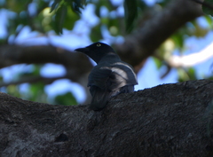 Coracina caledonica lifuensis