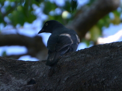 Coracina caledonica lifuensis