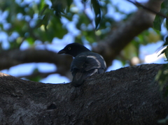 Coracina caledonica lifuensis