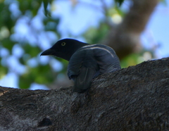 Coracina caledonica lifuensis