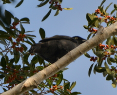 Coracina caledonica lifuensis