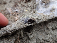 Porrhothele antipodiana