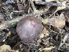 Cortinarius salor