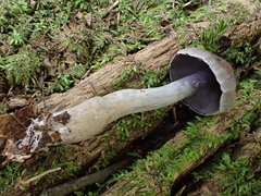 Cortinarius salor