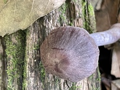 Cortinarius salor