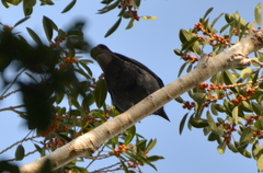 Coracina caledonica lifuensis