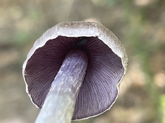 Cortinarius salor