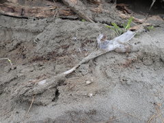 Porrhothele antipodiana