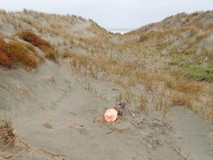 Porrhothele antipodiana