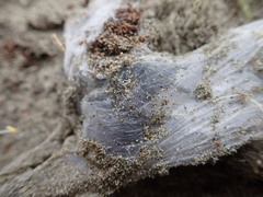 Porrhothele antipodiana