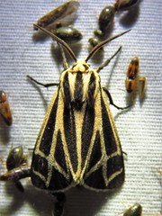 Apantesis carlotta